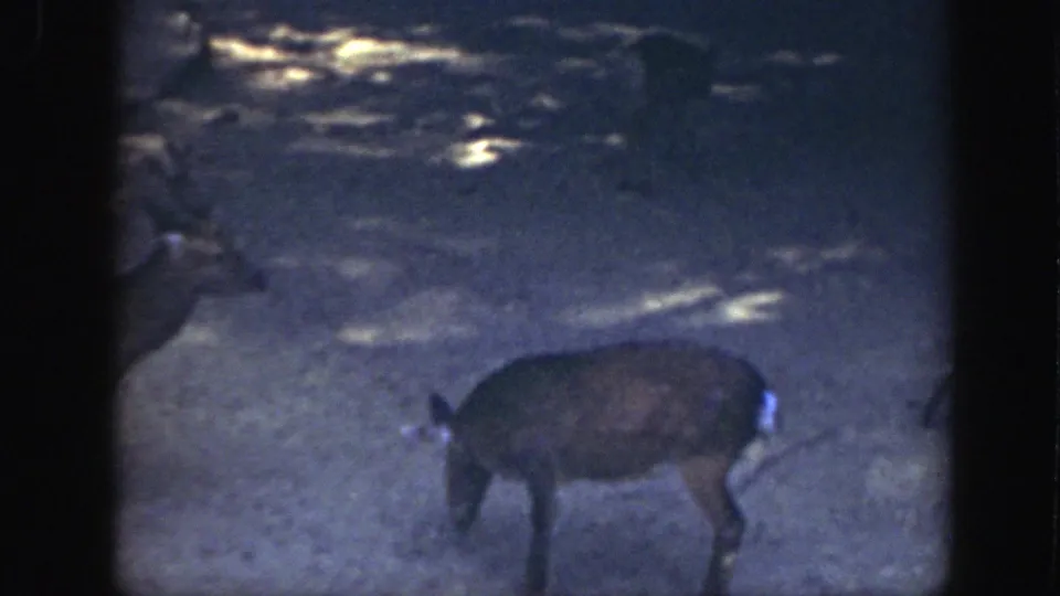 Likely Washington DC 1948 zoo frame showing a deer lowering its head in a dark, grainy enclosure view.