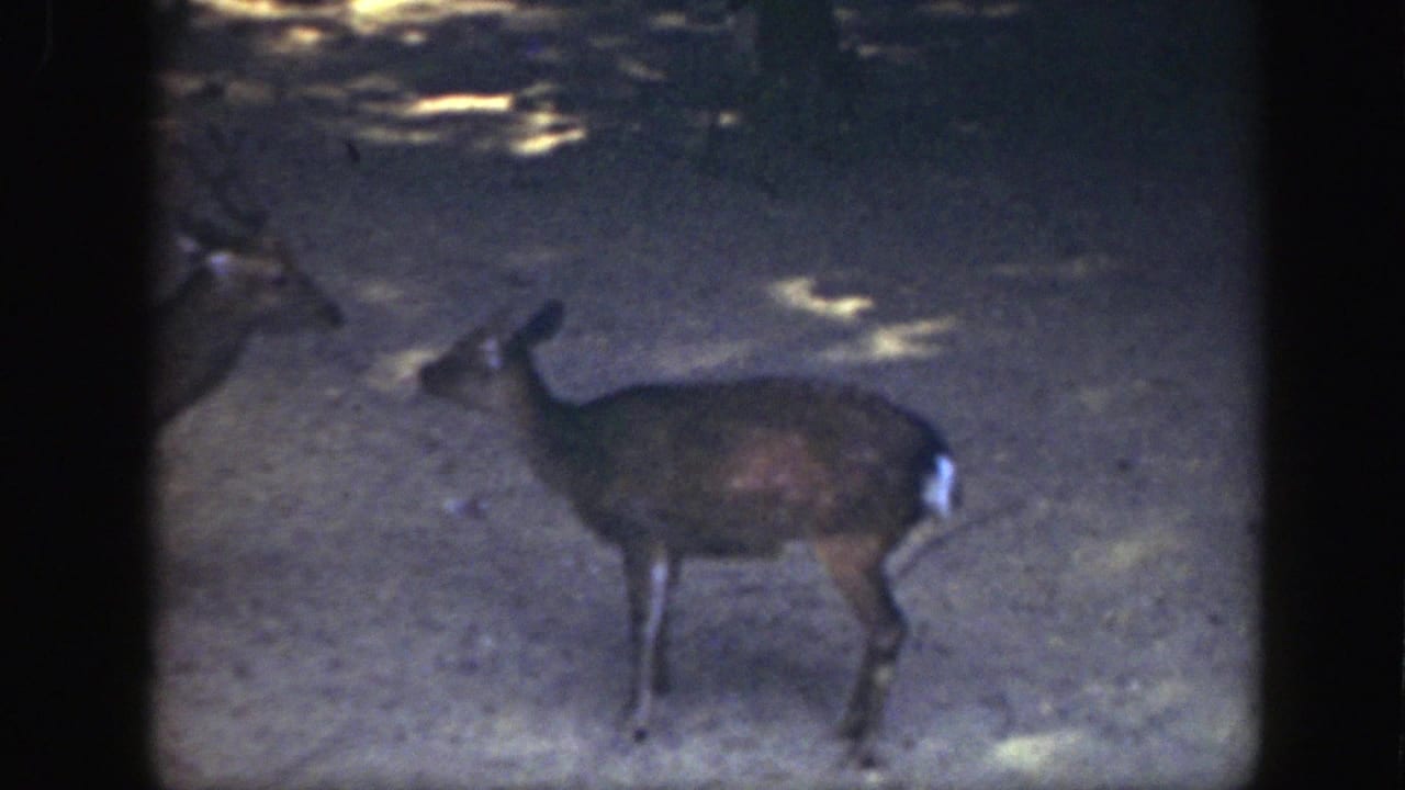 A buck deer stands on shaded ground in Washington, DC animal-park footage from 1948.