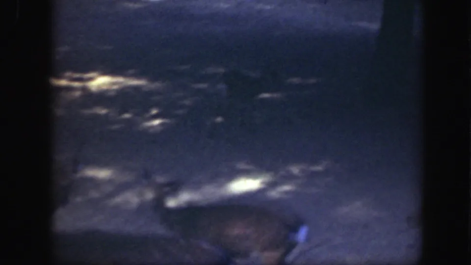 A deer moves through a low-light shaded enclosure in 1948 Washington, DC home-movie footage.
