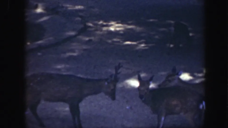 Two deer stand close together in a shaded animal-park enclosure in 1948 Washington, DC footage.