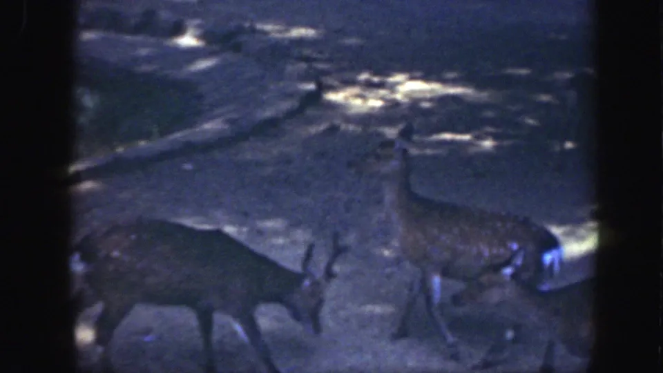 Two deer move across shaded enclosure ground in 1948 Washington, DC animal-park footage.