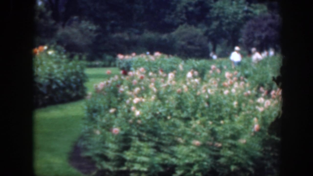 Rose garden beds with lawn, trees, and distant park visitors.