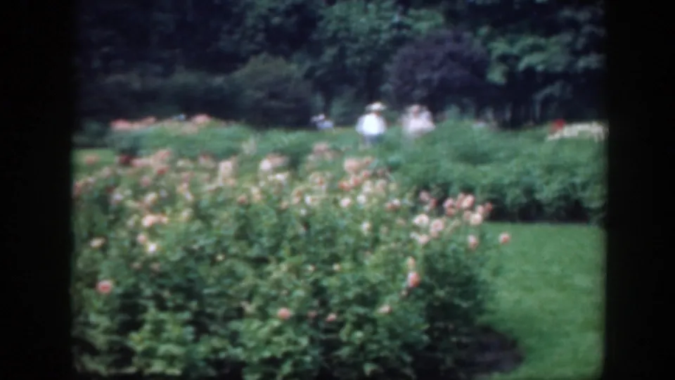 A soft 8mm view of Washington DC garden plantings in 1948, with roses, lawn, trees, and distant parkgoers.