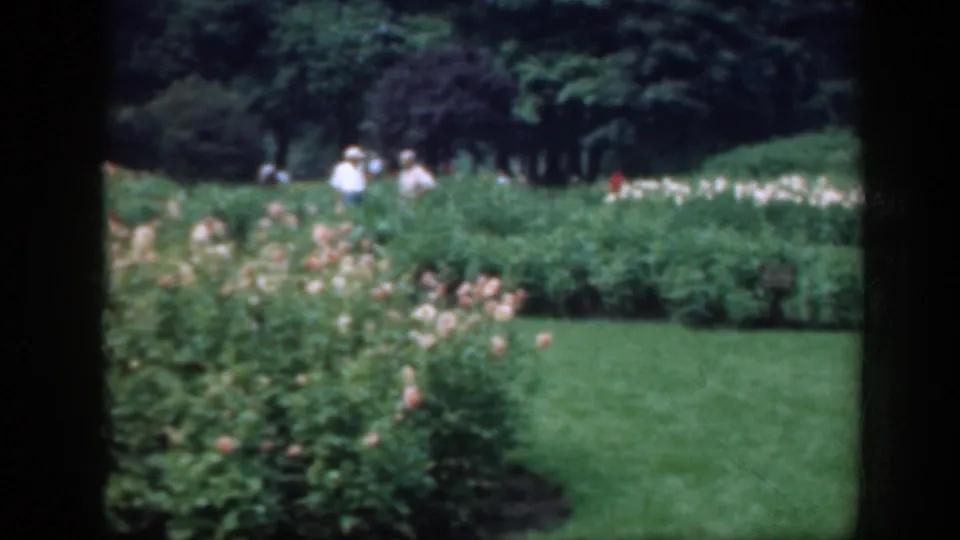 Washington DC park garden footage from 1948 showing rose beds, open grass, shrubs, and blurred visitors beyond the plantings.