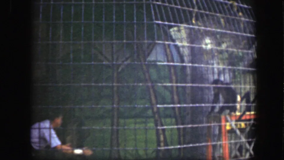A 1948 Washington DC zoo view through wire mesh shows enclosure fencing, grass, and a light-shirted person at the lower left edge.