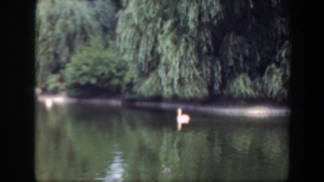A white swan floats on a calm lake with willow trees along the far shore.