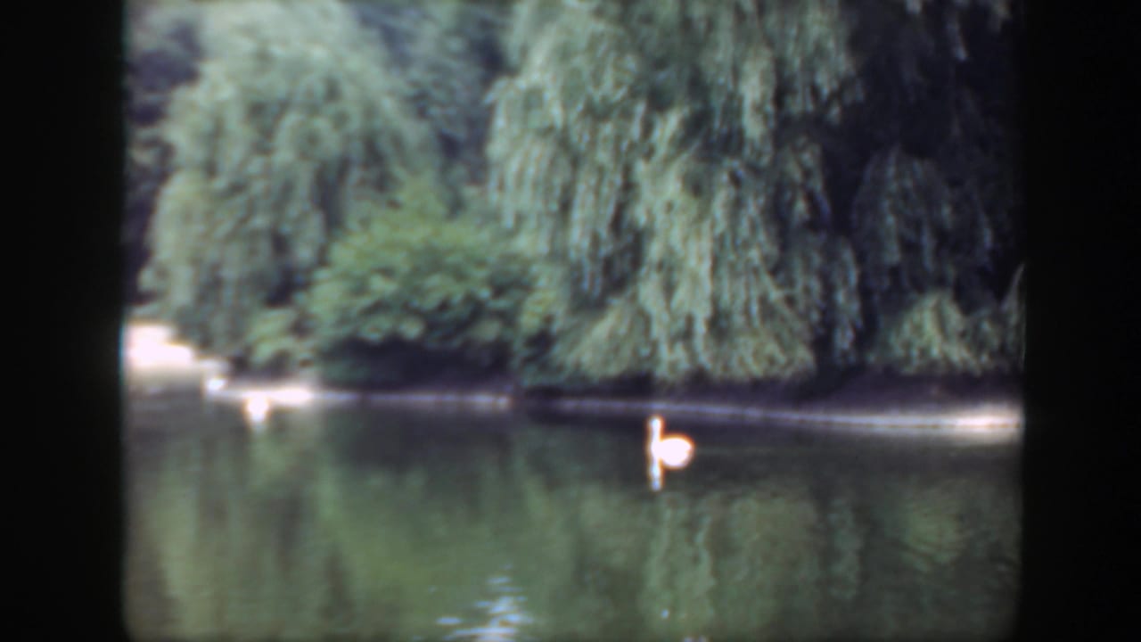 1948 Washington DC 8mm frame with white swans spread across calm water beside dense trees and willow branches.