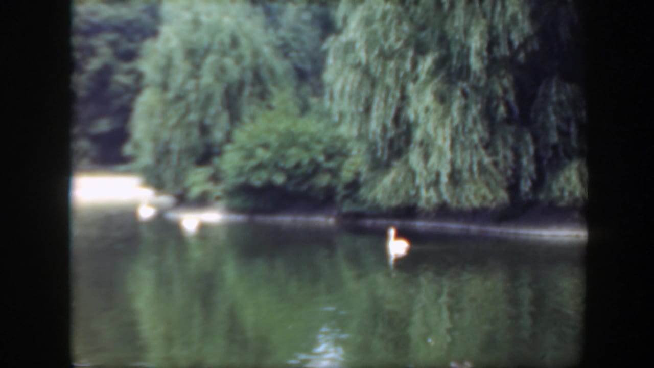 1948 Washington DC 8mm frame showing multiple swans on reflective lake water with willows and shrubbery behind them.