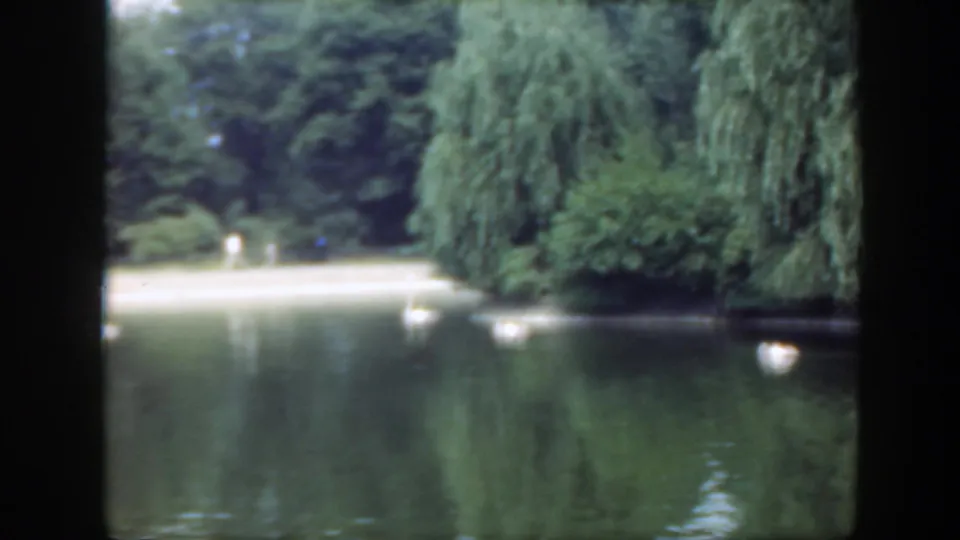 1948 Washington DC 8mm frame showing swans on a lake near a bright shoreline opening surrounded by dense park trees.