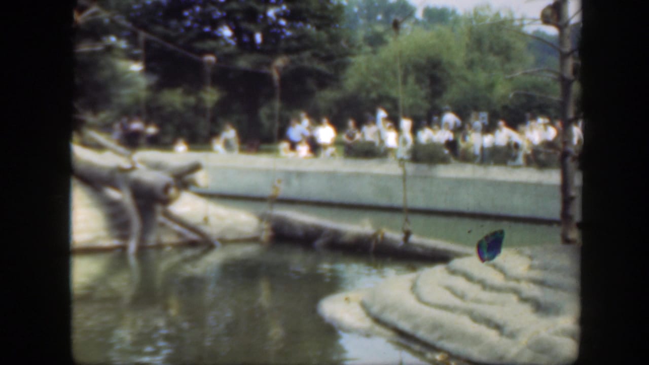 Crowd stands behind a zoo barrier while monkeys move near water and logs.