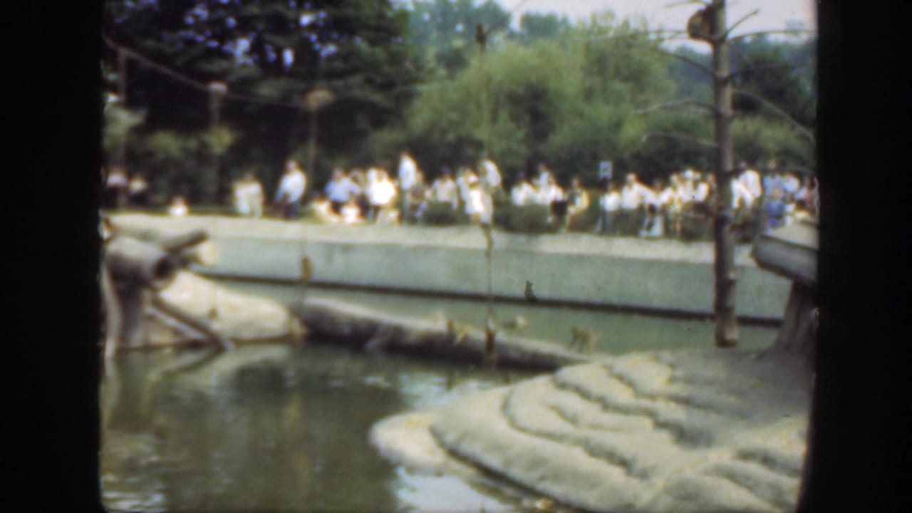 Handheld 8mm frame of a Washington DC zoo crowd watching monkeys from behind a concrete barrier in 1948.