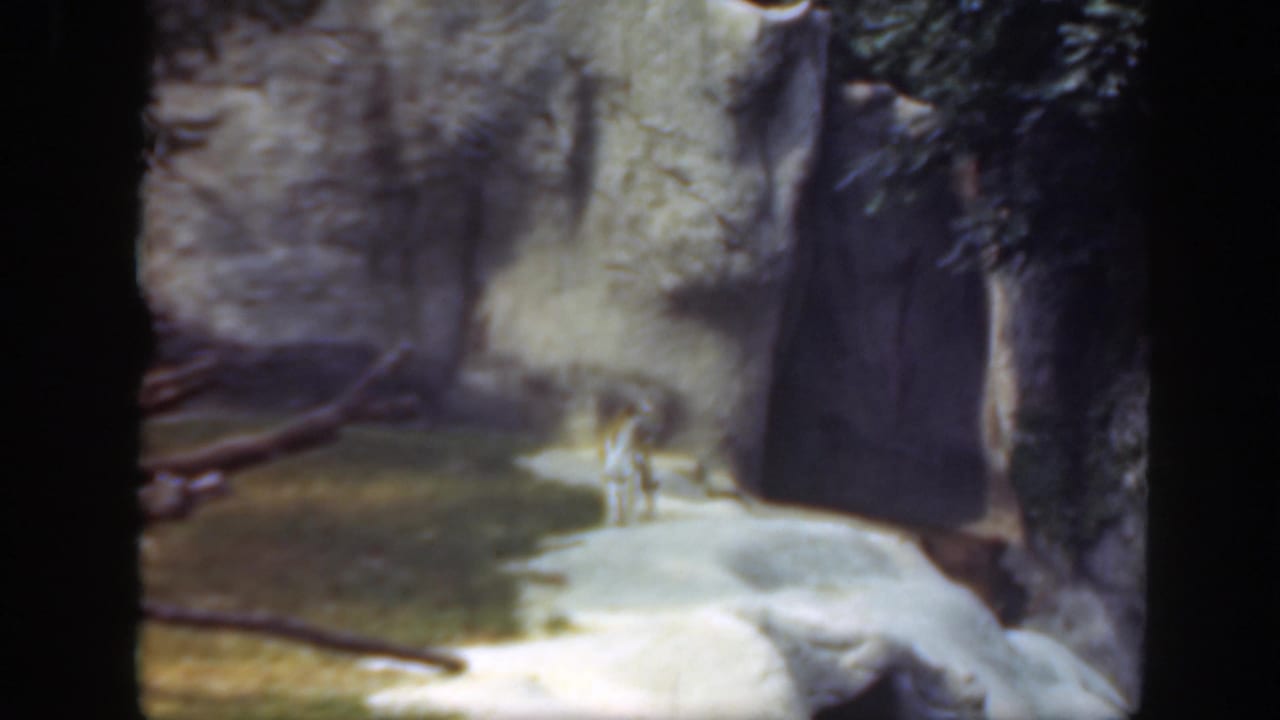 Rocky zoo enclosure with a small animal or figure near pale ground and water.
