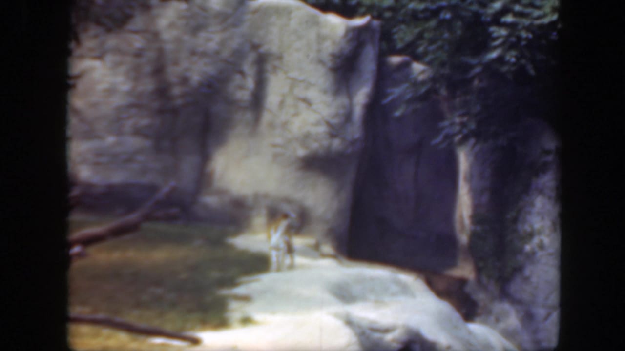 Visitor-shot 8mm frame from a Washington DC zoo visit, showing a rocky enclosure, trees, water, and a distant animal or figure.