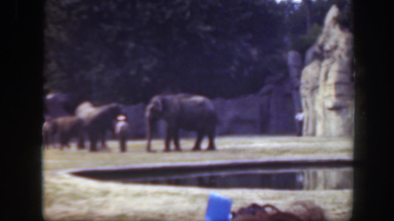 1948 Washington DC zoo frame showing several elephants in a grassy enclosure near a water feature, with distant visitors visible.