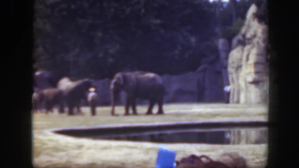 1948 Washington DC zoo frame showing several elephants in a grassy enclosure near a water feature, with distant visitors visible.