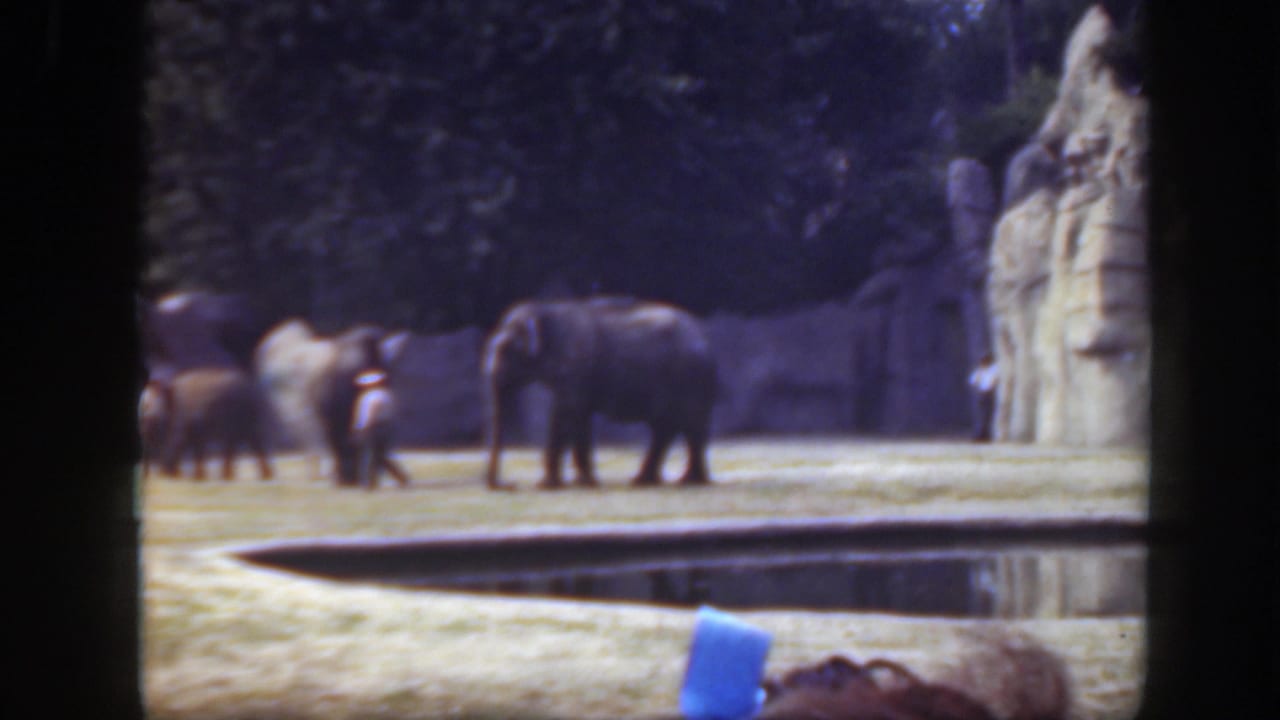 Faded 8mm frame of elephants in a Washington DC zoo enclosure, with distant visitors, trees, rockwork, grass, and a water feature.