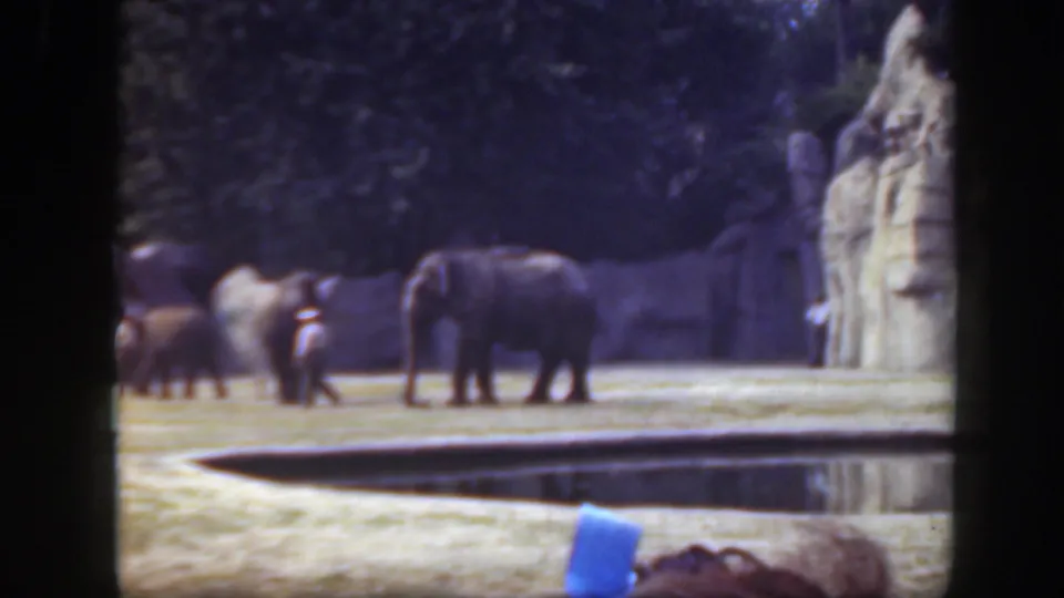 Faded 8mm frame of elephants in a Washington DC zoo enclosure, with distant visitors, trees, rockwork, grass, and a water feature.