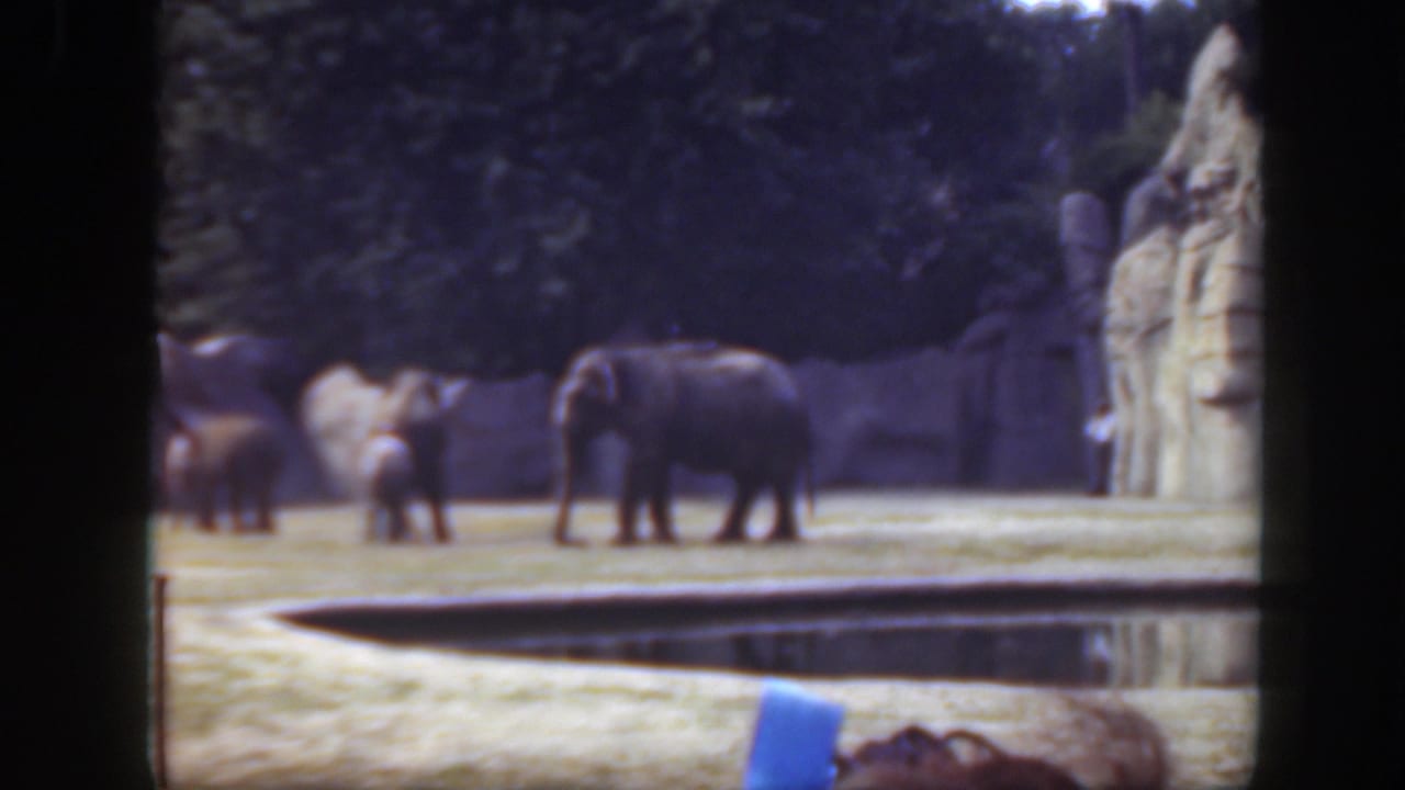 1948 Washington, DC home-movie frame showing elephants in a zoo enclosure near a pond, with rockwork and distant visitors.