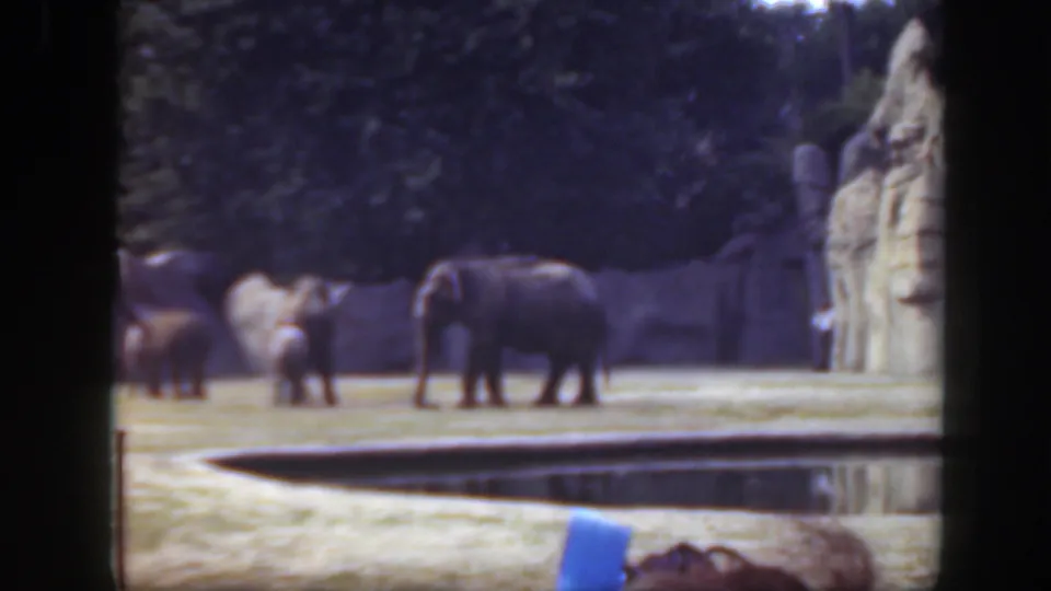 1948 Washington, DC home-movie frame showing elephants in a zoo enclosure near a pond, with rockwork and distant visitors.