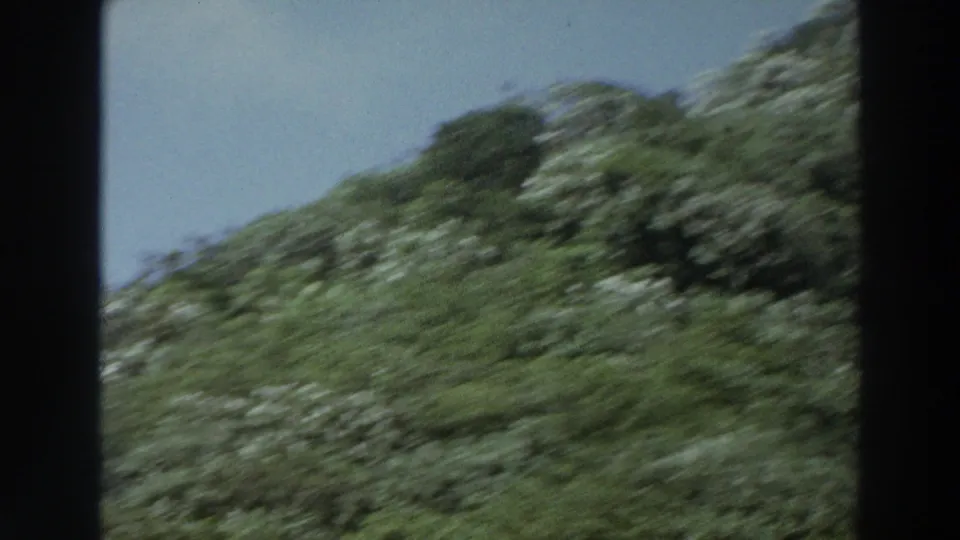 1966 Puerto Rico 8mm frame showing a sloping green hillside with dense shrubs and sky, captured from a moving travel perspective.