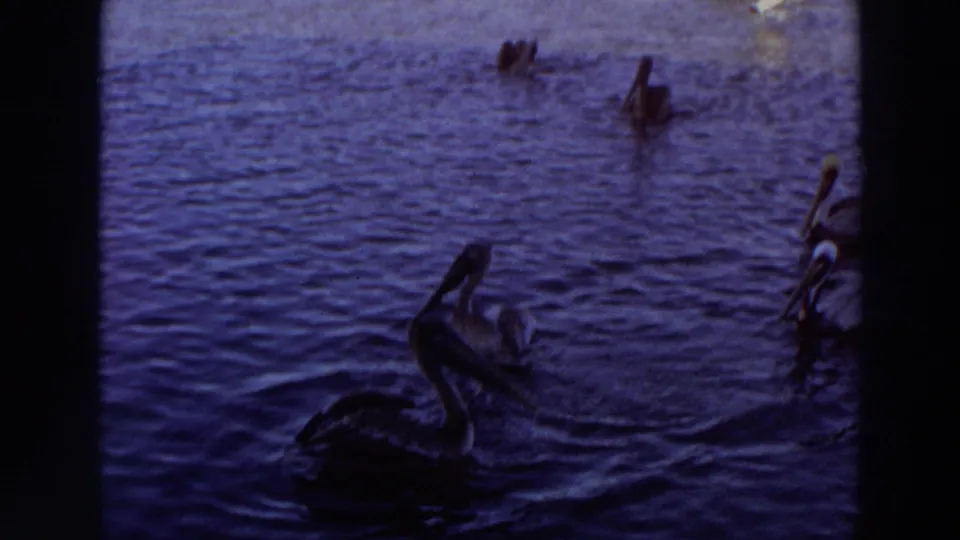 1966 Puerto Rico 8mm frame showing several brown pelicans as dark silhouettes on rippling blue-purple water.