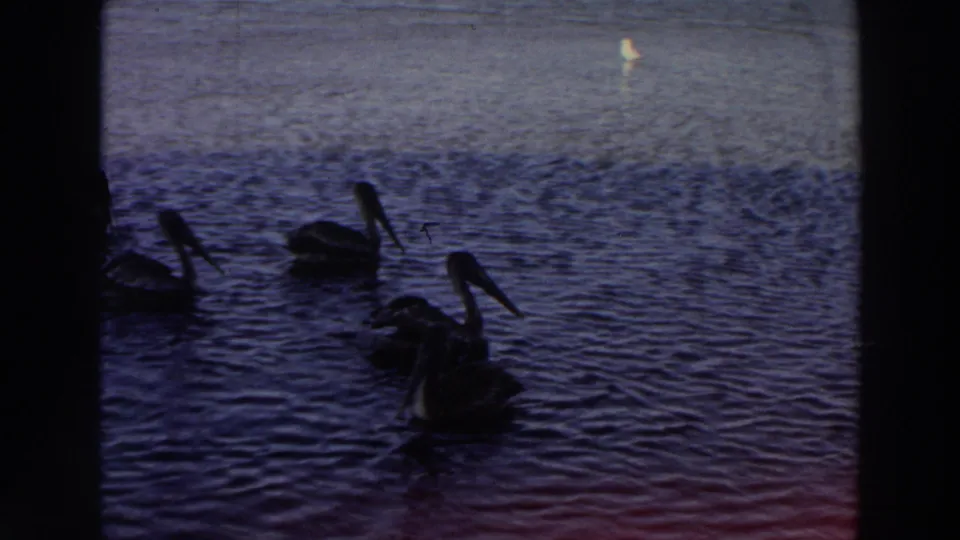 1966 Puerto Rico 8mm frame with a small group of pelicans floating together on textured water, partly silhouetted by low exposure.