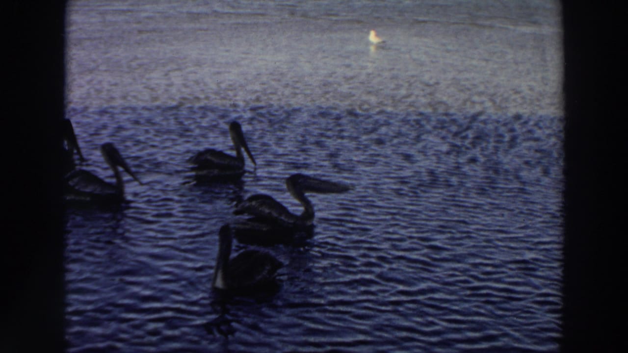 Several pelicans swim on dark rippling water with a pale bird in the distance.