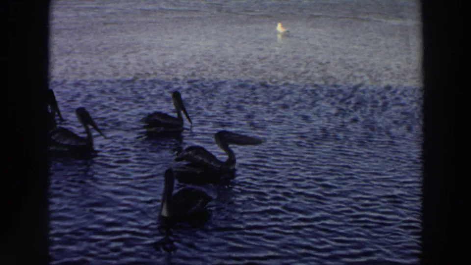 1966 Puerto Rico 8mm frame showing pelicans clustered on dark blue water, with soft grain and a distant pale bird near the horizon.