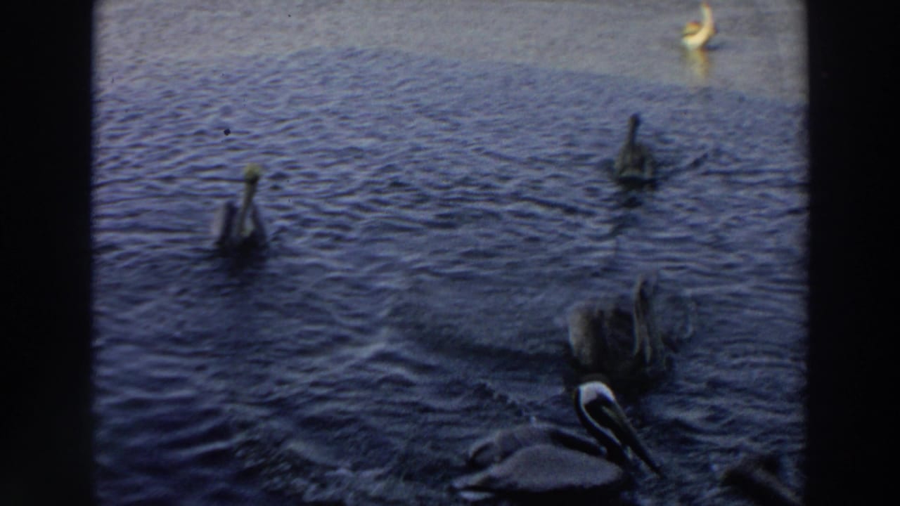 Pelicans spread across rippling water, with one bird close to the lower right edge.