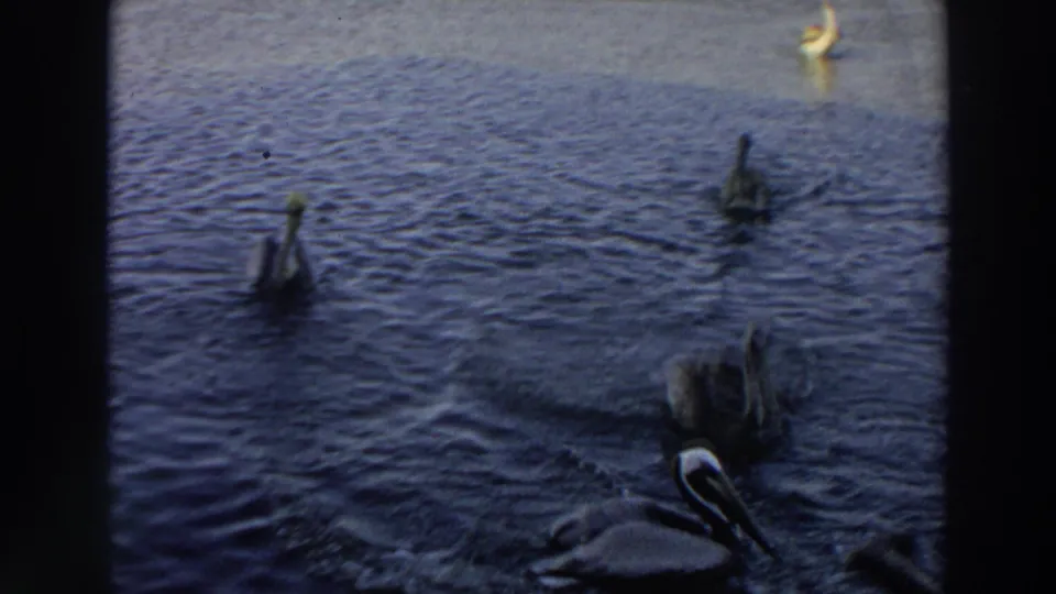 1966 Puerto Rico 8mm frame with pelicans dispersed across a dark blue water surface, including a closer bird near the lower right.