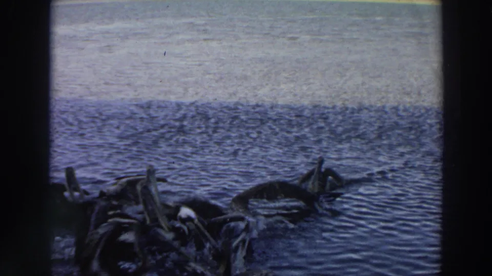 1966 Puerto Rico 8mm frame showing a tight group of pelicans near the bottom of the frame against shimmering blue water.