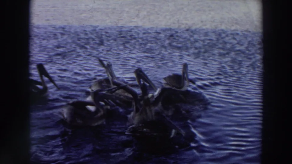 1966 Puerto Rico 8mm frame with multiple pelicans grouped closely on dark blue water, seen through grainy home-movie exposure.