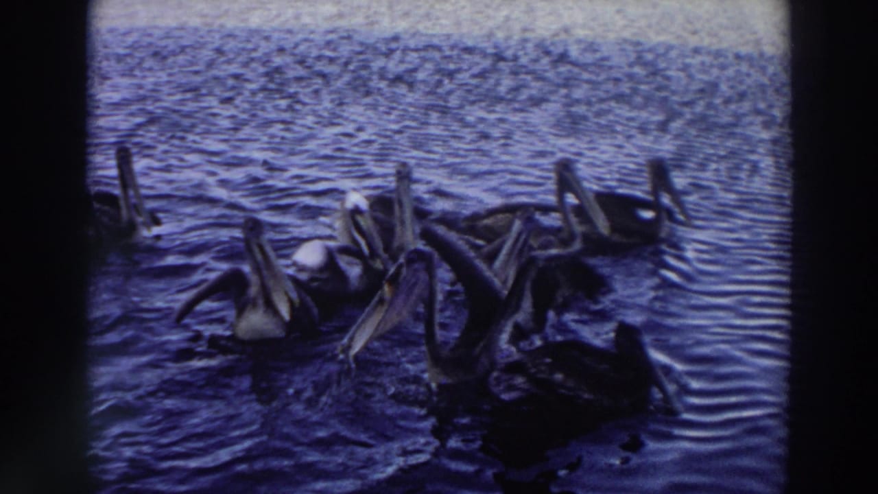 Several pelicans floating together on rippling water with dark film borders.