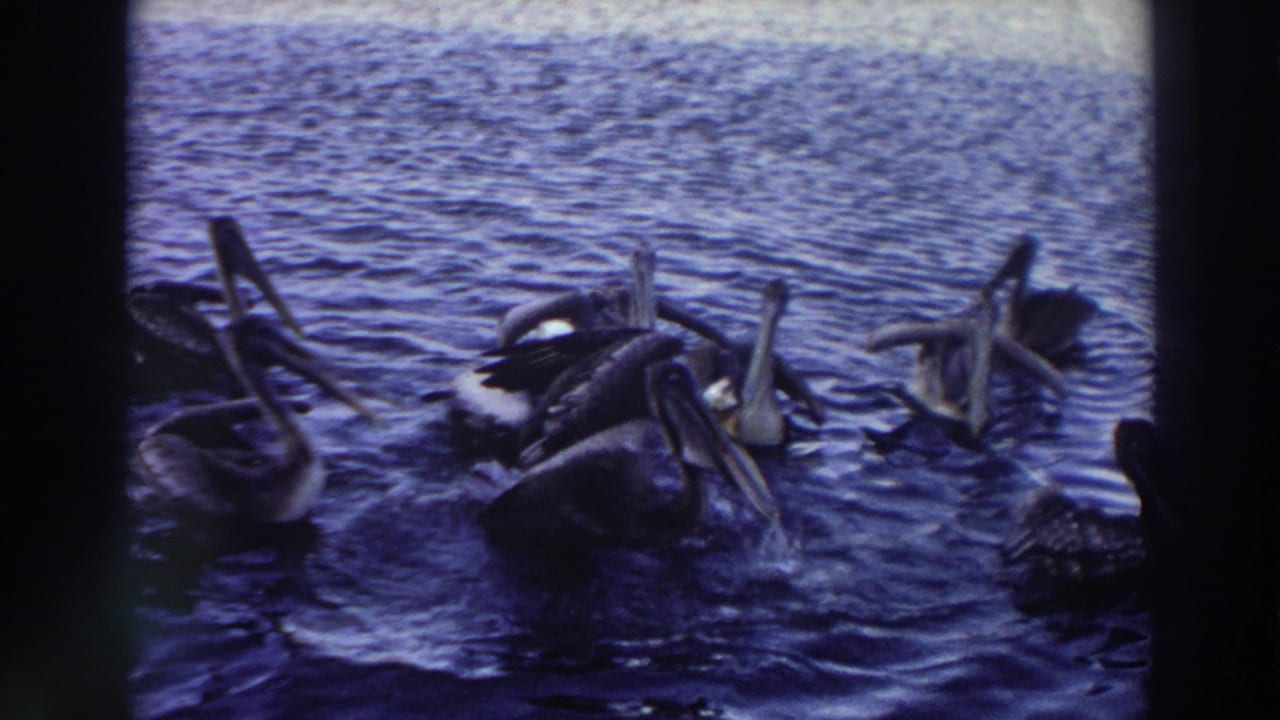 Pelicans grouped on open water, some facing the camera and others turned sideways.