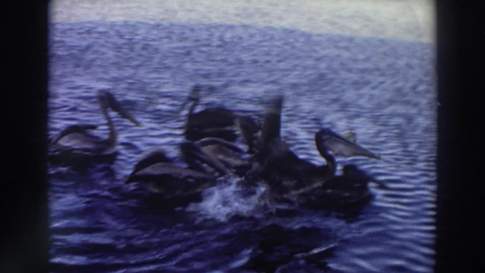 A 1966 Puerto Rico 8mm frame shows pelicans feeding or jostling on rippling water with visible splash.