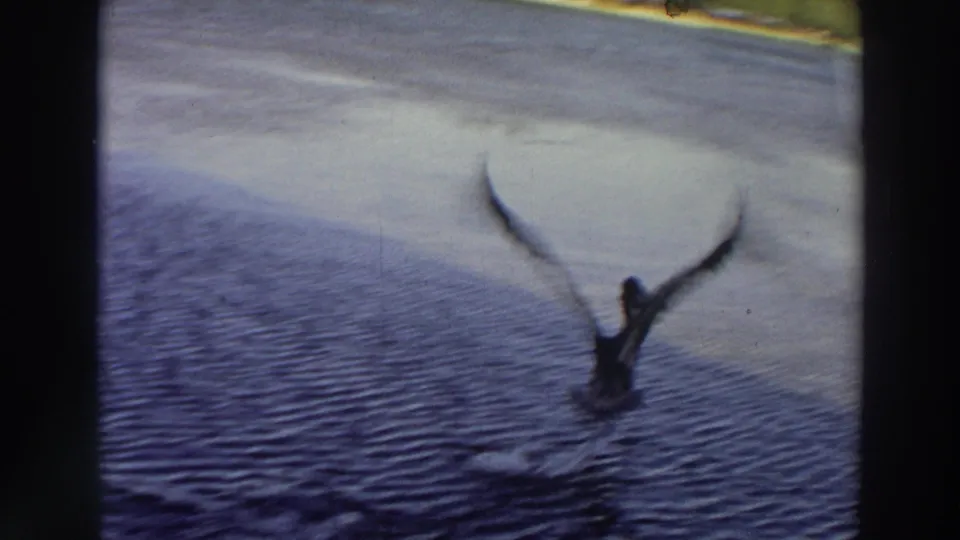 A pelican takes off low over blue rippling water in a 1966 Puerto Rico home-movie frame.