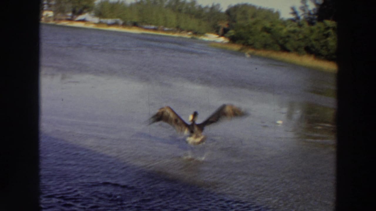 Pelican spreads its wings low over rippled water near a tree-lined shore.