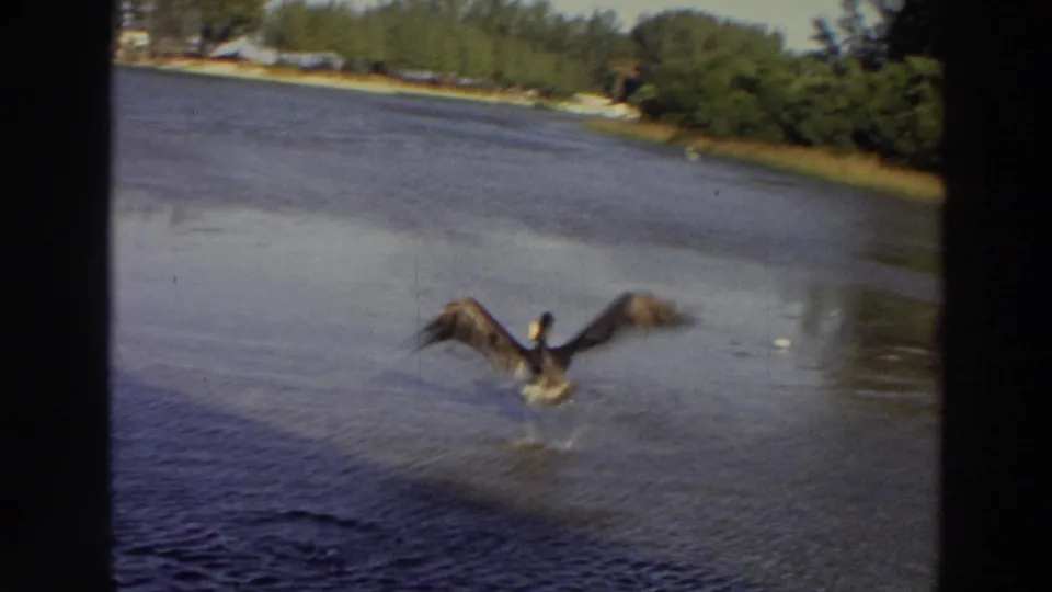 1966 Puerto Rico 8mm frame of a pelican lifting or skimming over water with shoreline trees in the background.