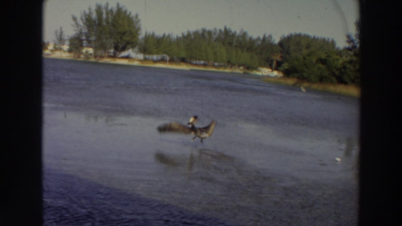 1966 Puerto Rico 8mm frame showing a pelican moving low across a tropical waterway near a wooded shore.