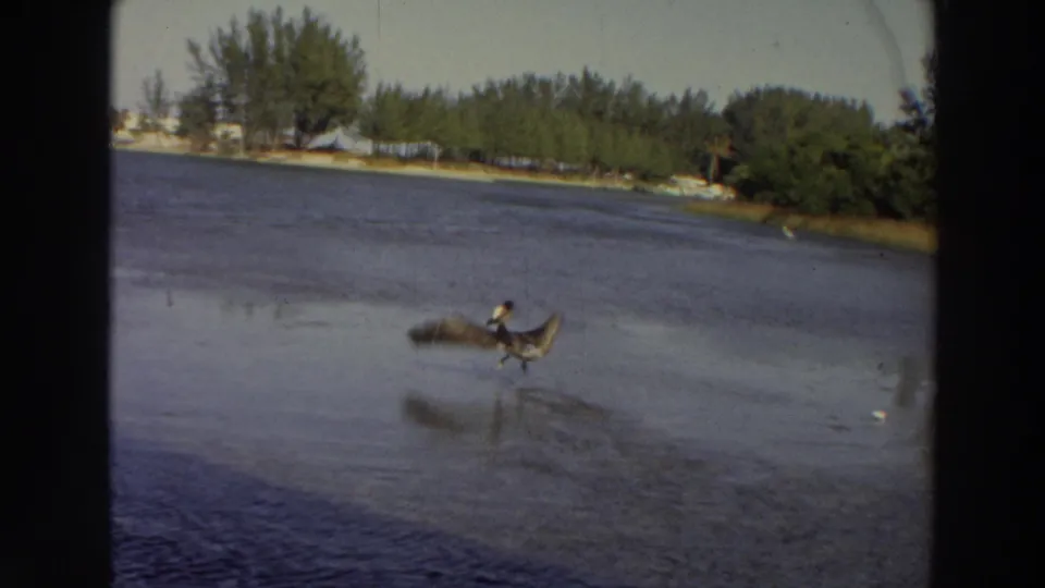 1966 Puerto Rico 8mm frame showing a pelican moving low across a tropical waterway near a wooded shore.