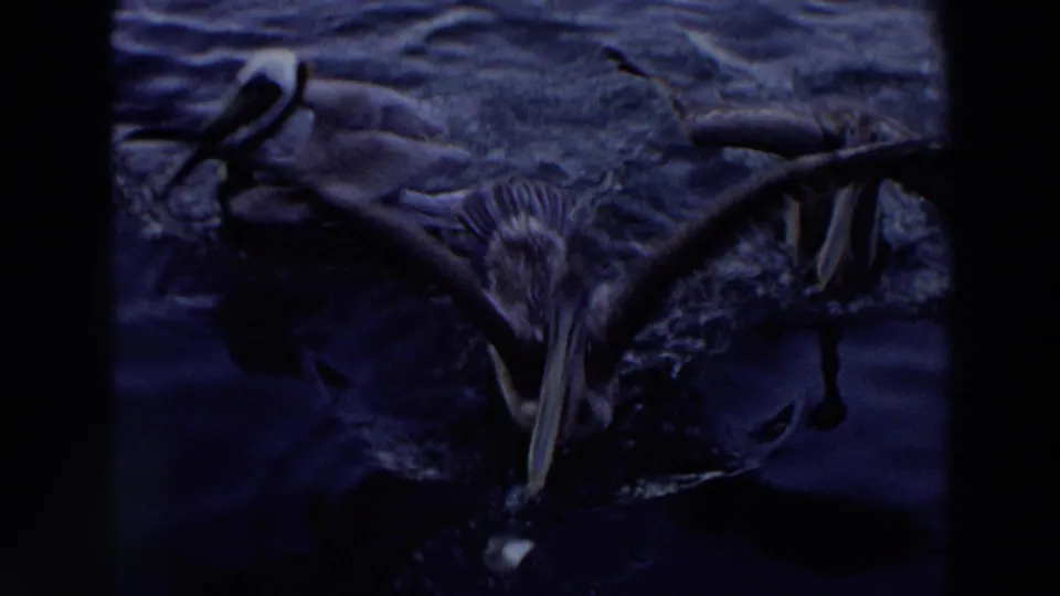 1966 Puerto Rico 8mm frame of pelicans clustered in rippled water, with one bird prominent in the foreground.