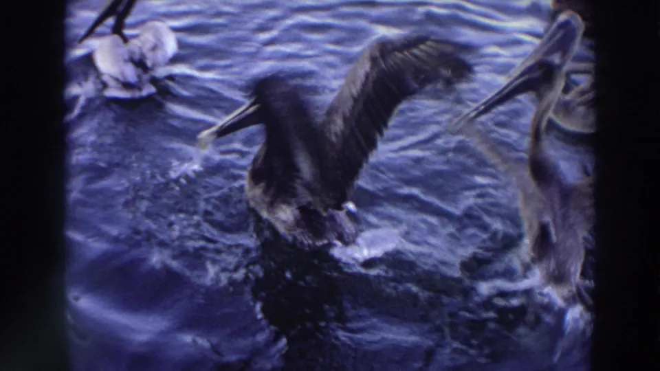 1966 Puerto Rico 8mm frame of pelicans jostling in the water, one with wings raised amid visible splashes.