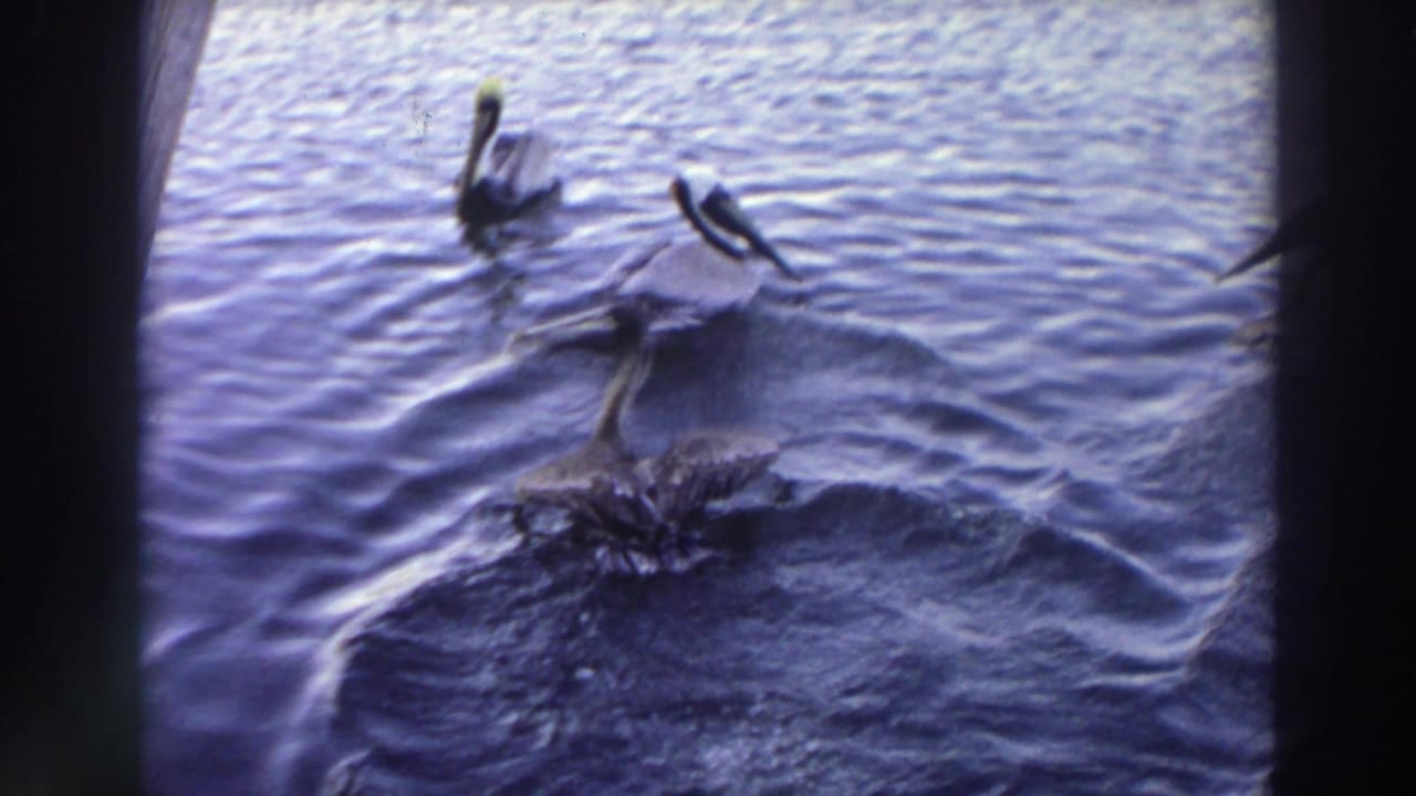 Pelicans swimming on rippled blue water, with one bird partly spreading its wings.