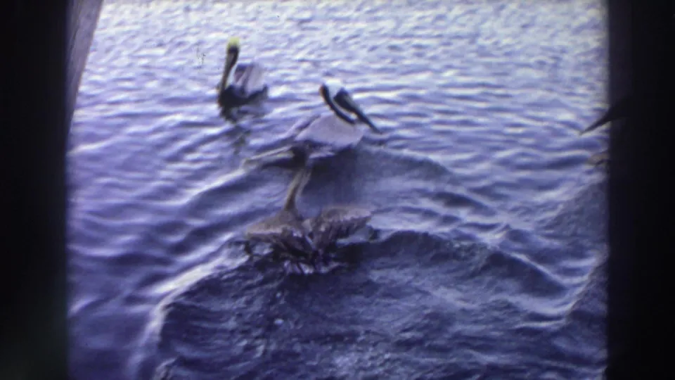 1966 Puerto Rico 8mm frame showing several pelicans on rippled coastal water, one with wings partly raised.