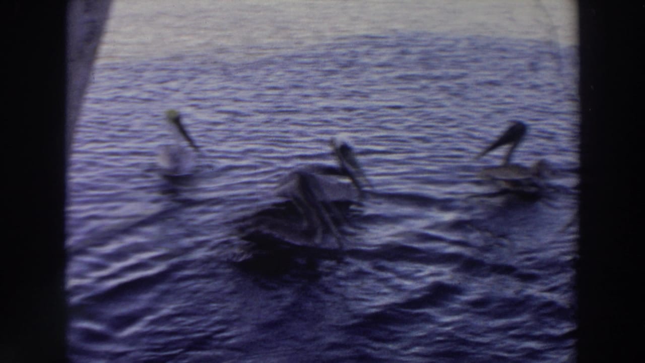 1966 Puerto Rico 8mm frame of pelicans swimming across calm rippled water with soft exposure and dark frame edges.
