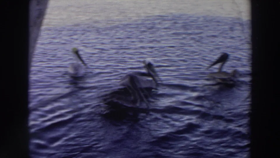 1966 Puerto Rico 8mm frame of pelicans swimming across calm rippled water with soft exposure and dark frame edges.