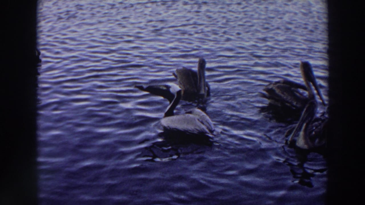1966 Puerto Rico 8mm frame showing pelicans floating near one another on blue coastal water.