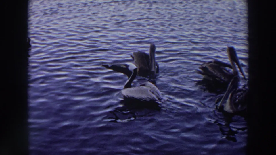 1966 Puerto Rico 8mm frame showing pelicans floating near one another on blue coastal water.