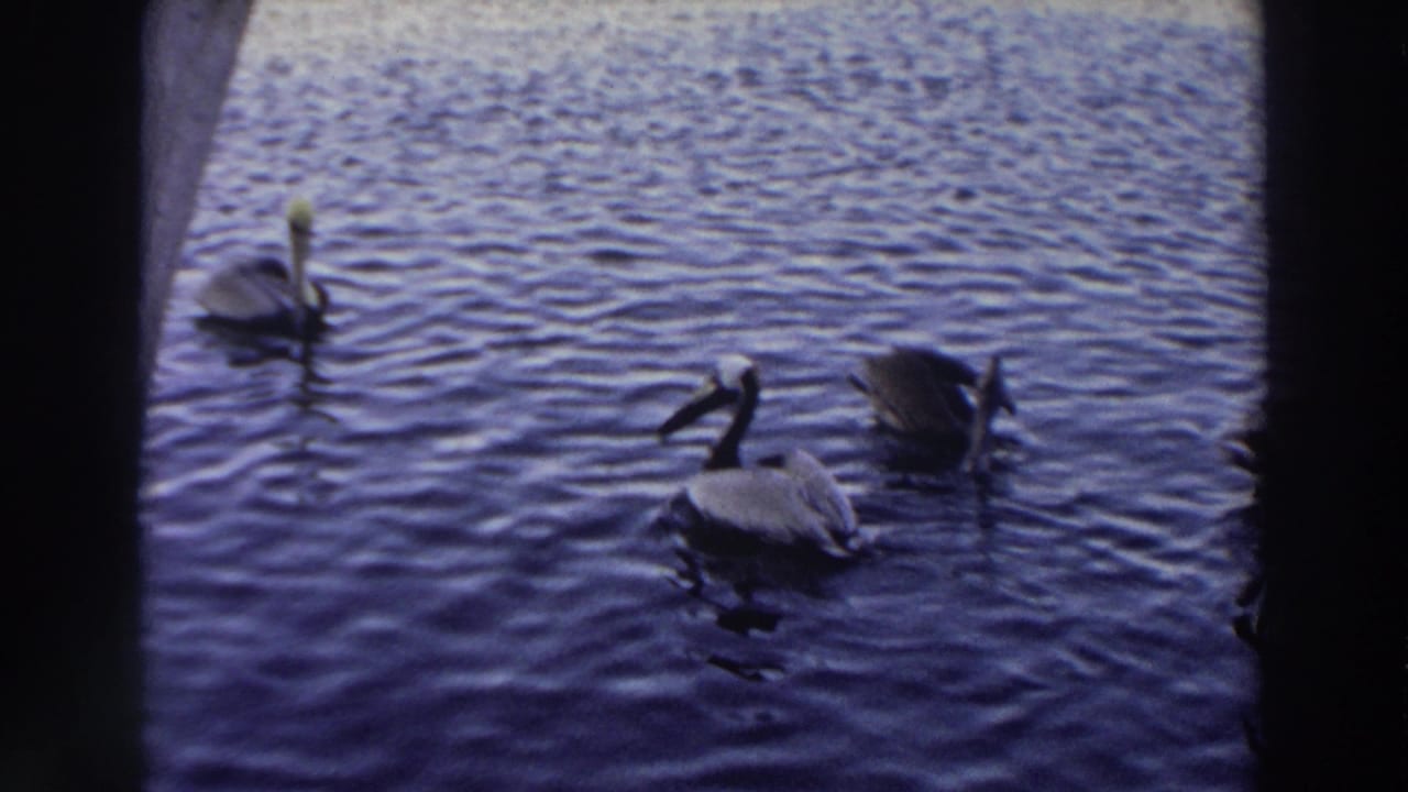 1966 Puerto Rico 8mm frame of pelicans on calm coastal water, including one bird dipping toward the surface.