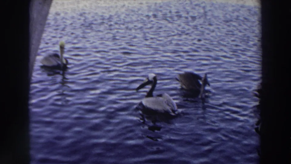 1966 Puerto Rico 8mm frame of pelicans on calm coastal water, including one bird dipping toward the surface.